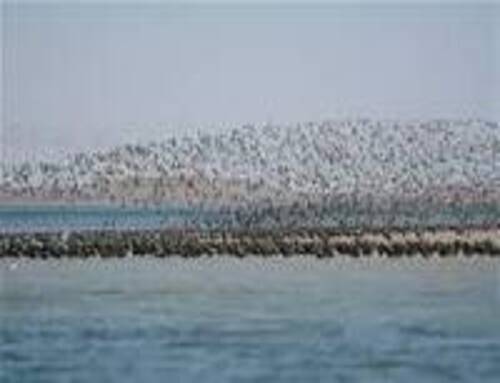 La Cathédrale de La Laguna
